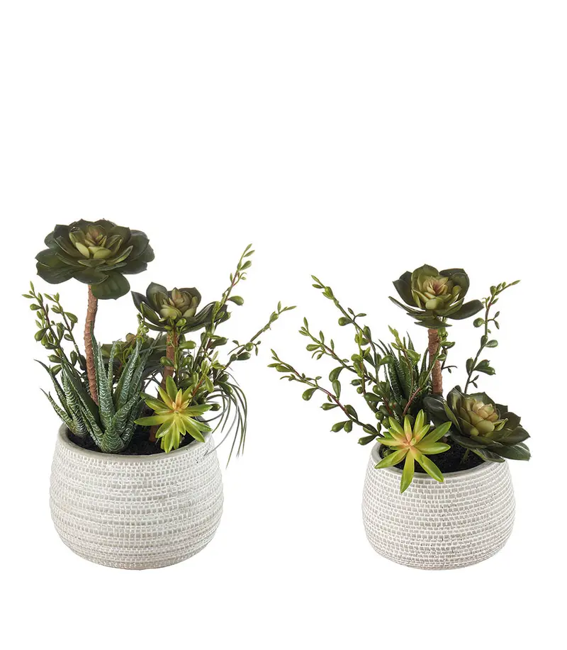 Composizione Piante Grasse Set 2 Vasi L'Oca Nera 30cm e 25cm