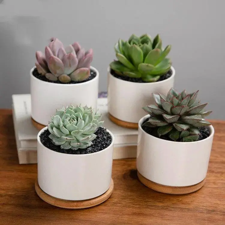 Creative Mini Desktop Short Straight Round Combination Succulent Flower Pot